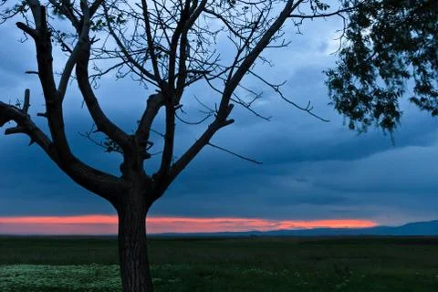 Tree at sunset Stock Photos