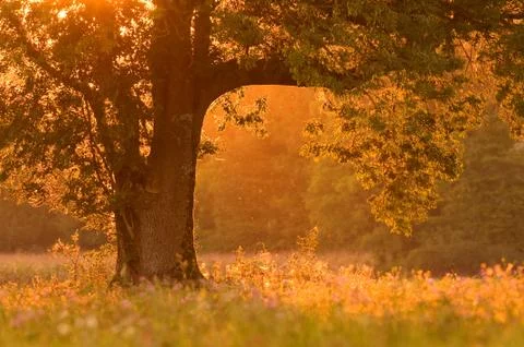 Tree at sunset Stock Photos