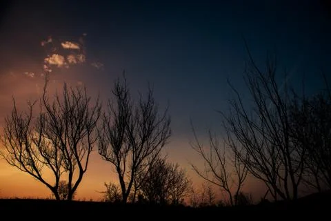 Tree Sunset 스톡 사진