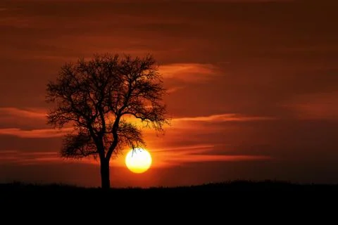 Tree &amp; Sunset Stock Photos
