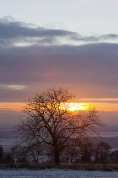 Tree at sunset Stock Photos