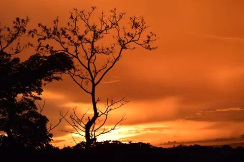 Tree at sunset Stock Photos