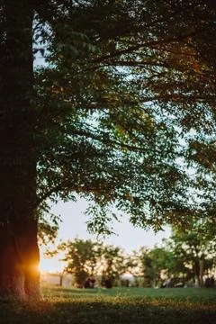 Tree at sunset Stock Photos