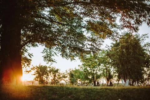 Tree at sunset Stock Photos