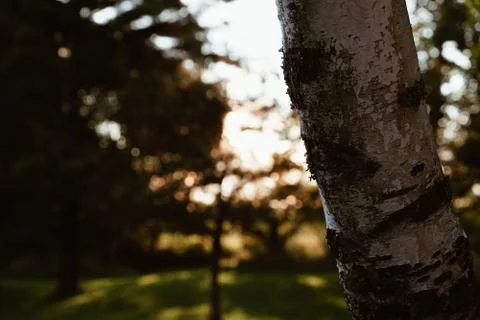 Tree at sunset Stock Photos