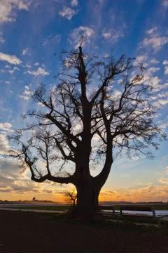 Tree at sunset Stock Photos