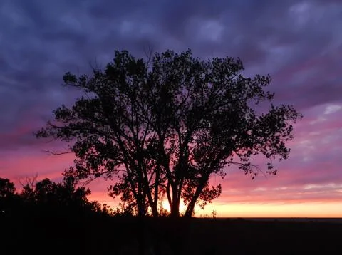 Tree at sunset Fotos de archivo