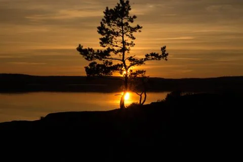 A tree in the sunset Stock Photos