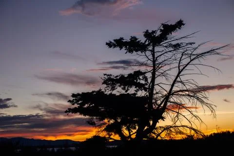 Tree at Sunset Stock Photos