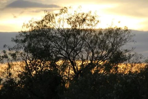 Tree sunset Stock Photos