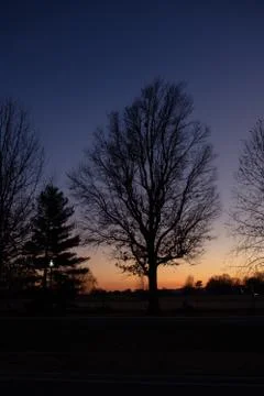 Tree at Sunset Stockfoto's