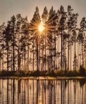 Tree in sunset Stock Photos