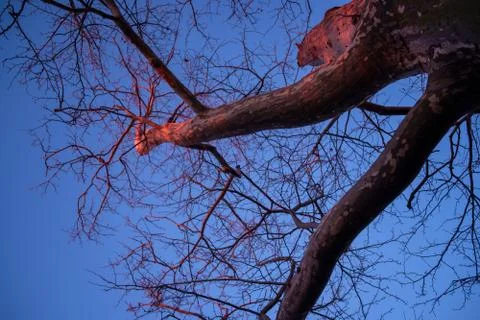 Tree at Sunset Foto stock