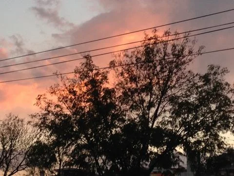 Tree &amp; sunset Stock Photos