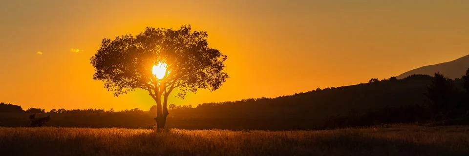 Tree in sunset Stock Photos