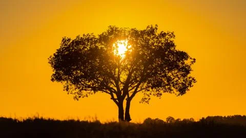 Tree in sunset Stock Photos