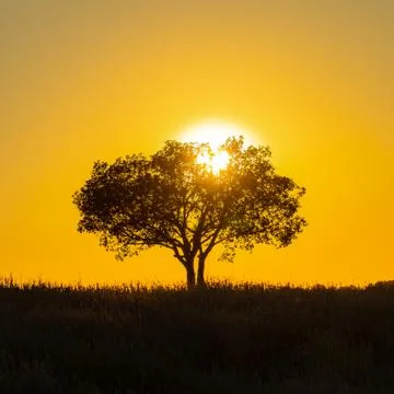 Tree in sunset Stock Photos