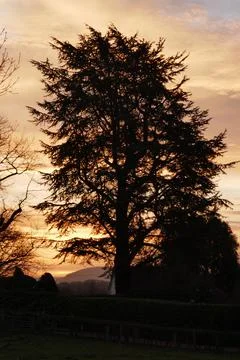 Tree in sunset Stock Photos