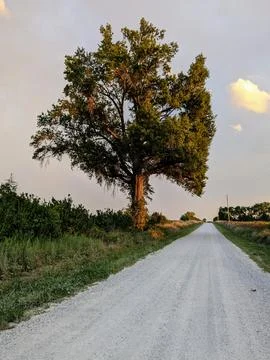 Tree at sunset Stock Photos