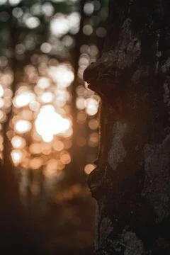 Tree in the sunset Foto stock