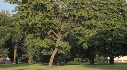 Tree , sunset , picnic Stock-Footage 52580983