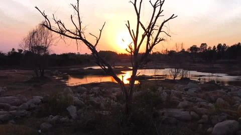 Tree sunset silhouette by the lake Stock Footage 270370415