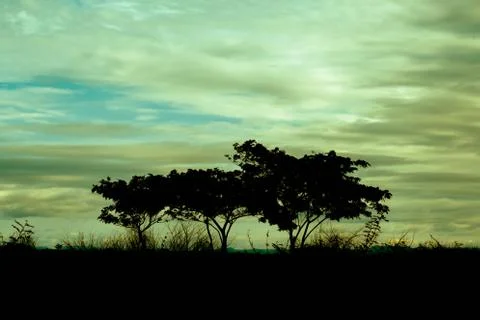 Tree Sunset Silhouette 스톡 사진
