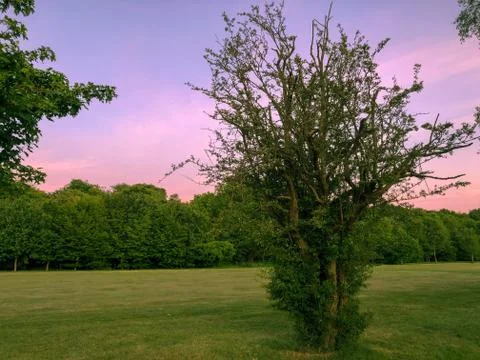 Tree with sunset sky Stock Photos