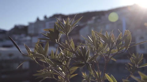 A tree at sunset swaying in the wind against the sea and the city Stock Footage 96926925