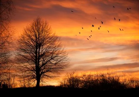 Tree in sunset time with birds Stock Photos