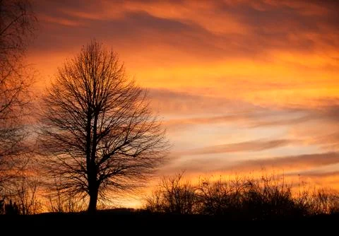 Tree in sunset time with birds Stock Photos
