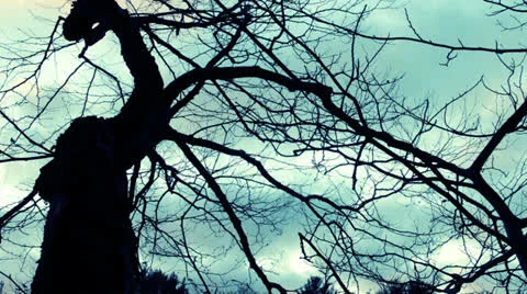 Tree Sunset time-lapse Video stock 24826505