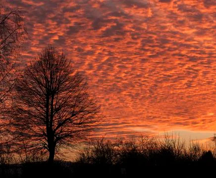 Tree in sunset time Stock Photos
