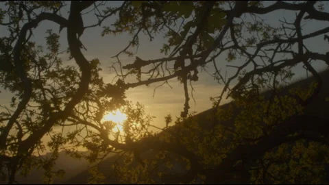 Tree at sunset1 스톡 동영상 201691618