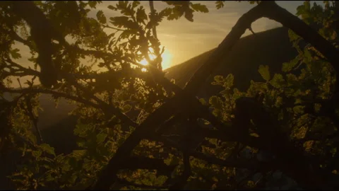 Tree at sunset2 스톡 동영상 201691494