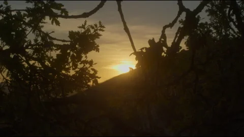 Tree at sunset3 스톡 동영상 201691520