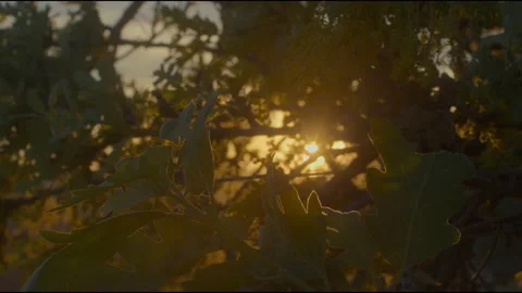 Tree at sunset4 스톡 동영상 201691827