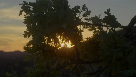 Tree at sunset5 스톡 동영상 201691912