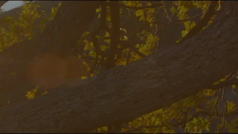 Tree at sunset6 스톡 동영상 201691738