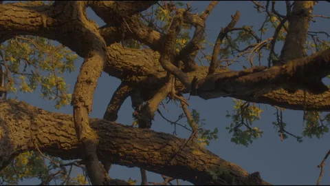 Tree at sunset7 스톡 동영상 201691804