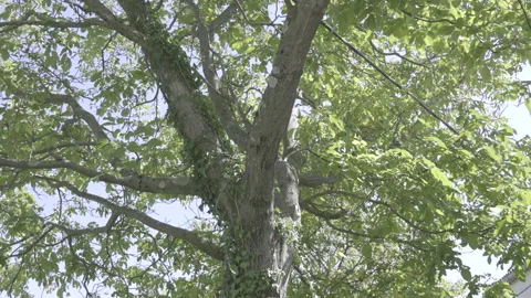 Tree in sunshine Stock Footage 164744750