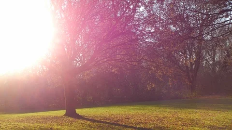 Tree, Sunshine &amp; Grass Video stock 100411381