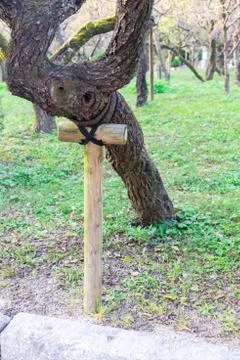 Tree supporter in the park Foto stock