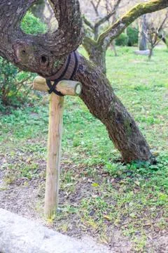 Tree supporter in the park 写真素材
