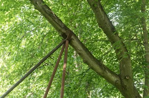 Tree supports. ..struts, struts, supporting, heaving, branch, trunk, load, me Stock Photos