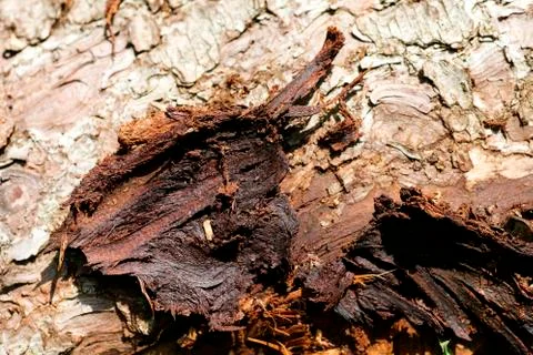 Tree surface abstract macro background high quality Stock Photos