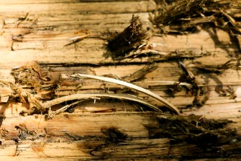 Tree surface macro abstract background 50,6 Megapixels 6480 with 4320 Pixels Stock Photos