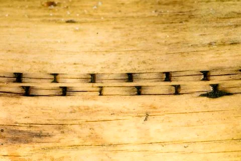 Tree surface macro abstract background 50,6 Megapixels 6480 with 4320 Pixels 스톡 사진