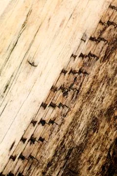 Tree surface macro abstract background 50,6 Megapixels 6480 with 4320 Pixels 写真素材