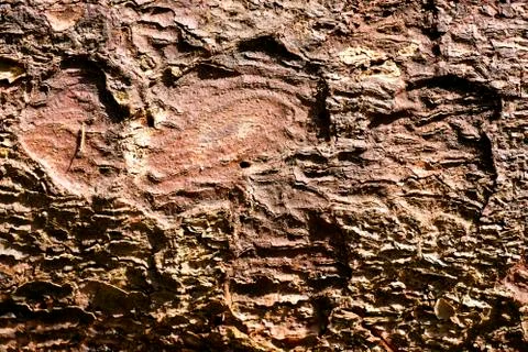 Tree surface macro abstract background 50,6 Megapixels 6480 with 4320 Pixels Stock Photos